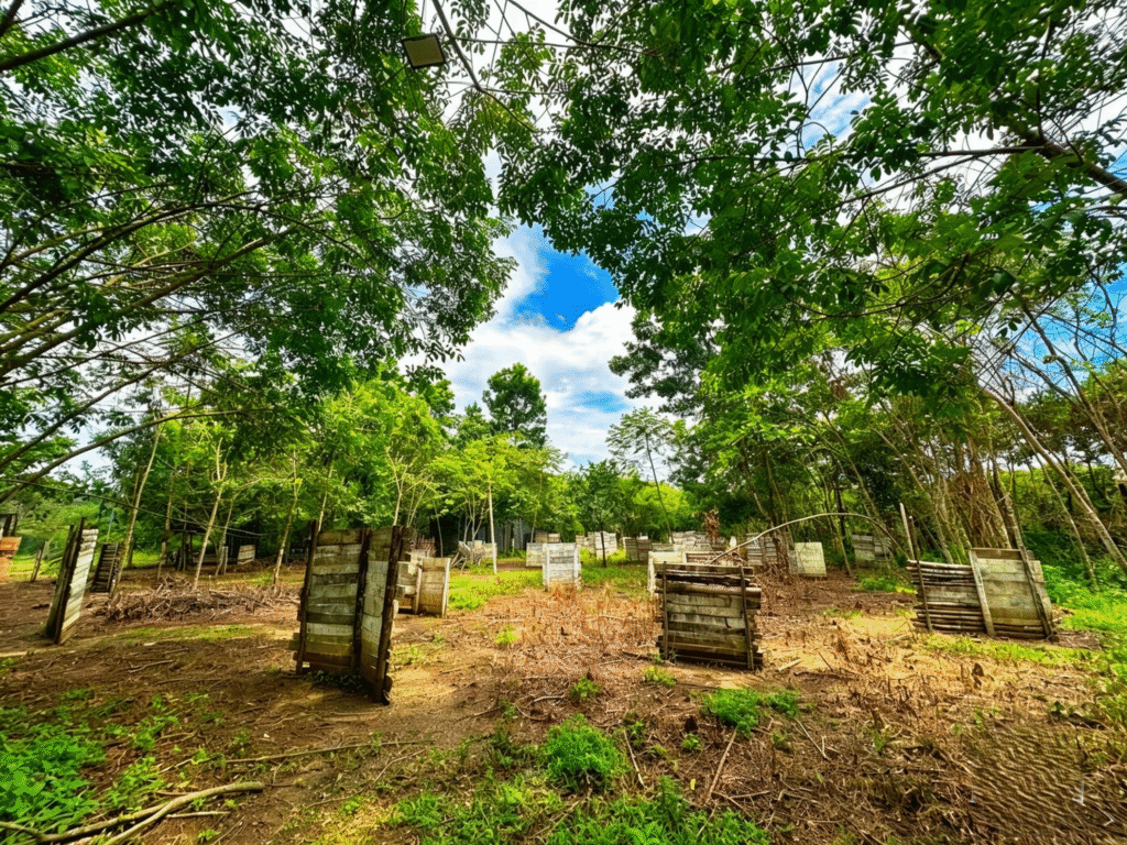 CAMPO BOSQUE   - Imagen 1