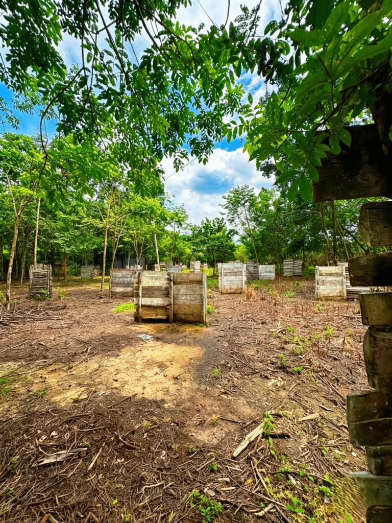 CAMPO BOSQUE  - Imagen 1